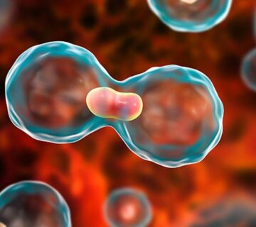 مشخصات سلول های سرطانی و تفاوت آنها را با سلول های طبیعی بشناسید - 2