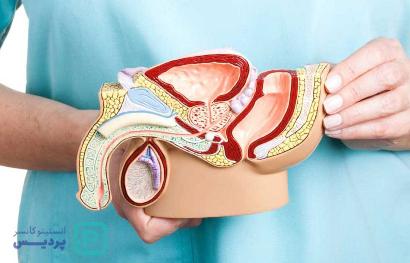 دلایل ابتلا به بیماریهای پروستات | هر آنچه باید درباره پروستات، علائم و راههای پیشگیری بدانید 2 دلایل ابتلا به بیماریهای پروستات | هر آنچه باید درباره پروستات، علائم و راههای پیشگیری بدانید - 2