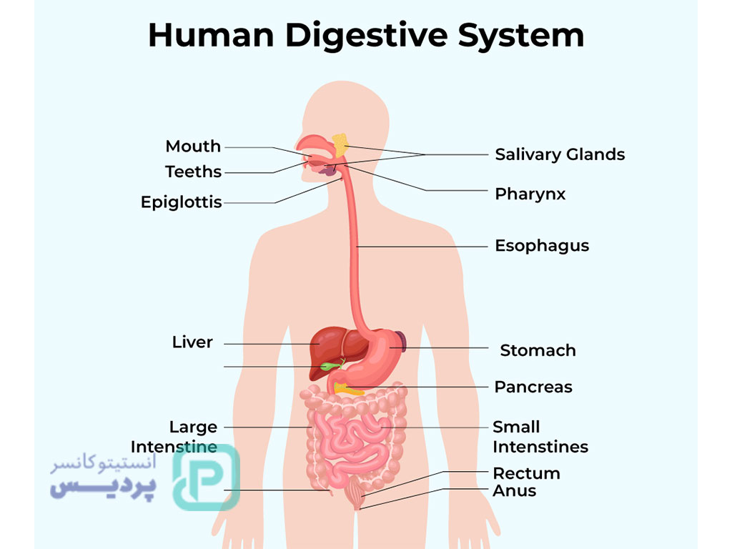 علت خونریزی هنگام دفع مدفوع بدون درد؛ آیا باید نگران باشیم؟ 5 خونریزی هنگام دفع مدفوع بدون درد-4